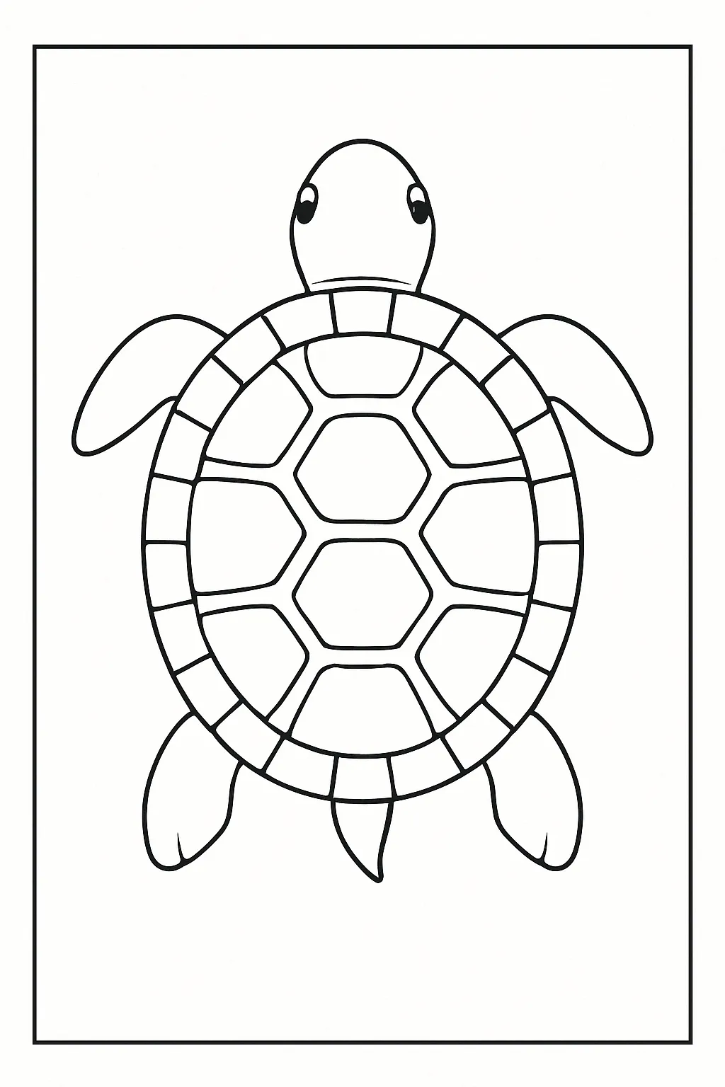 A turtle seen from the top view.